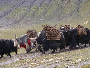 Carovana di yak a Thing-Khyu