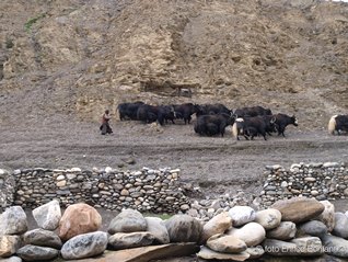 Carovana di yak a Charka